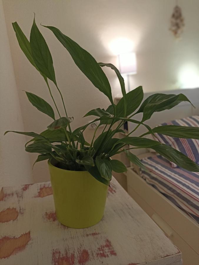 דירות מאלגה Confortable Habitacion Centrica En Piso Privado מראה חיצוני תמונה