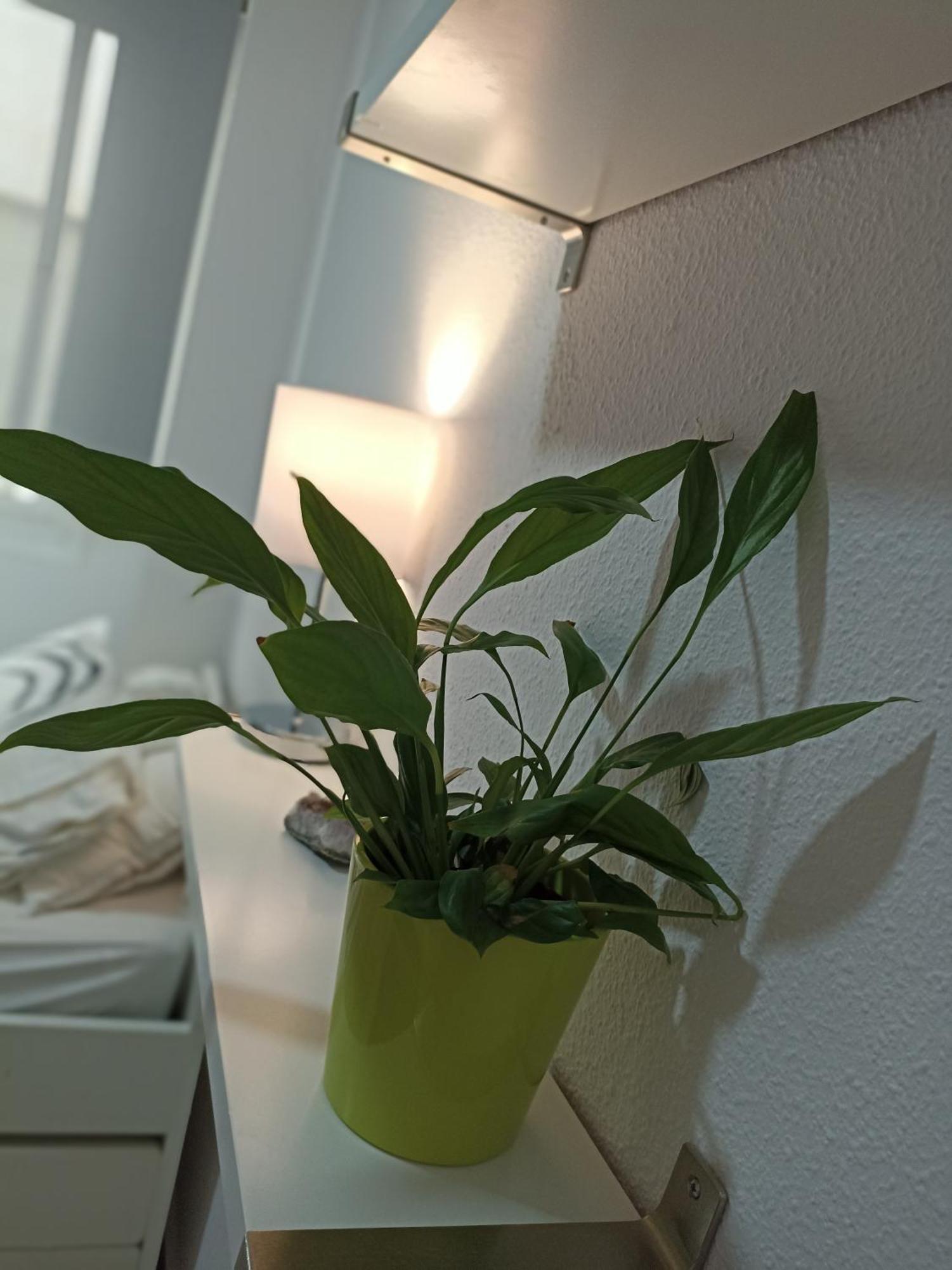 דירות מאלגה Confortable Habitacion Centrica En Piso Privado מראה חיצוני תמונה